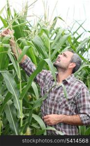 Farmer checking his cornfield