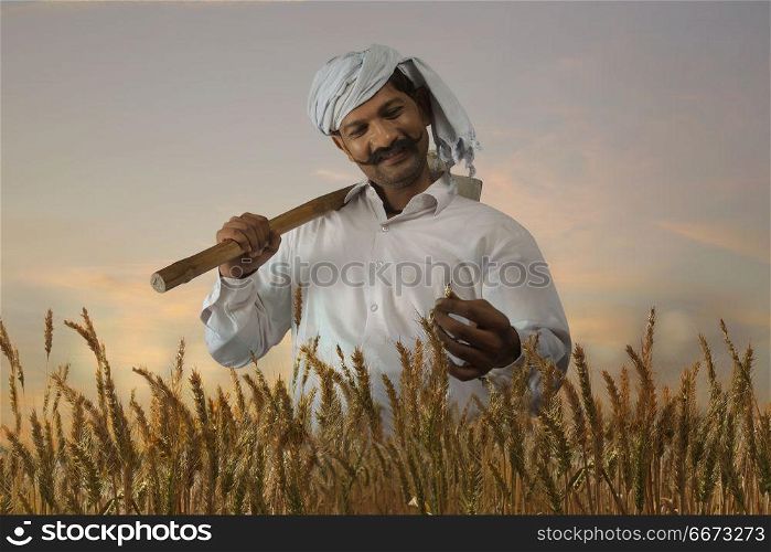 Farmer checking the rice before harvest