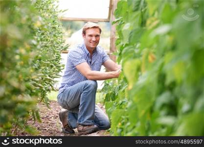 Farmer Checking Tomato Plants In Greenhouse