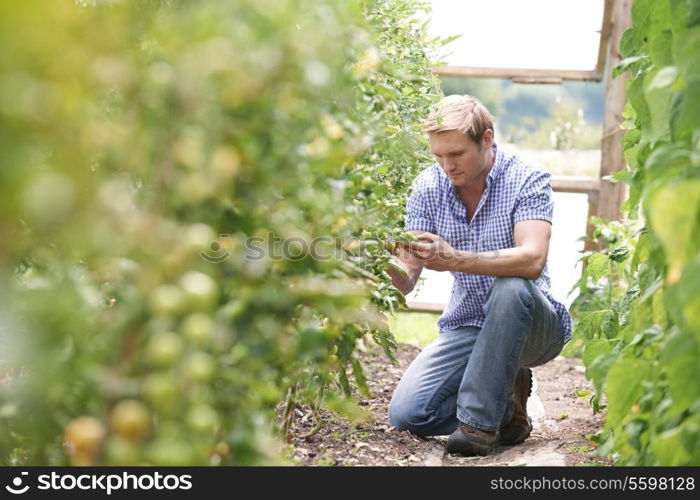 Farmer Checking Tomato Plants In Greenhouse