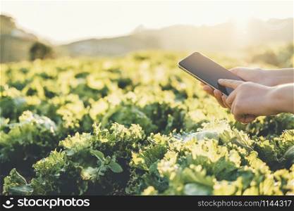 Farmer checking touchpad in Nappa cabbage Fram in summer