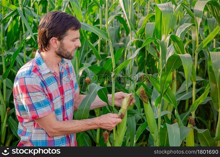 Farmer checks plants on his farm. Agribusiness concept, agricultural engineer stands in a corn field with a tablet, writes an information. Agronomist inspects crops, plants.. Farmer checks plants on his farm. Agribusiness concept, agricultural engineer stands in a corn field with a tablet, writes an information.