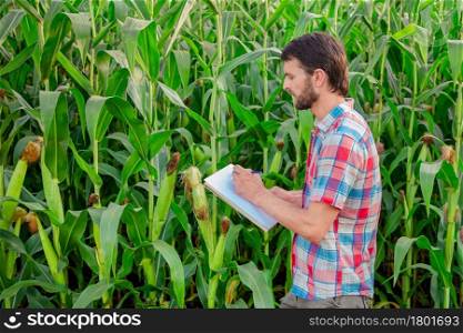 Farmer checks plants on his farm. Agribusiness concept, agricultural engineer stands in a corn field with a tablet, writes an information. Agronomist inspects crops, plants.. Farmer checks plants on his farm. Agribusiness concept, agricultural engineer stands in a corn field with a tablet, writes an information.
