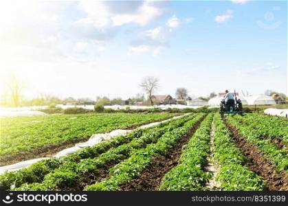 Farmer cultivates a field plantation of young Riviera potatoes. Weed removal and improved air access to plant roots. Fertilizer with nitrate and plowing soil for further irrigation irrigation.
