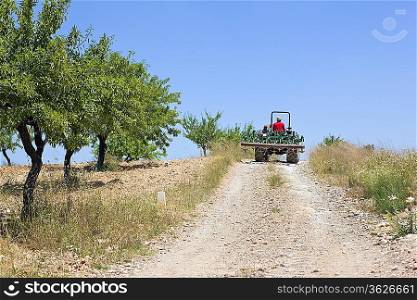 Farmer drives tractor on hillside with olive grove