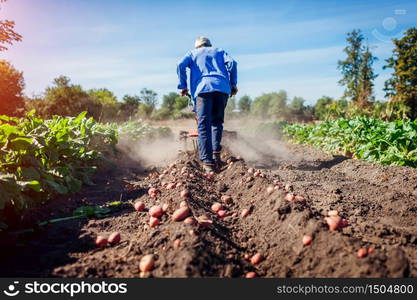 Farmer driving small tractor for soil cultivation and potato digging. Autumn harvest potato picking. Gathering fall crop in countryside. Farmer driving small tractor for soil cultivation and potato digging. Autumn harvest potato picking