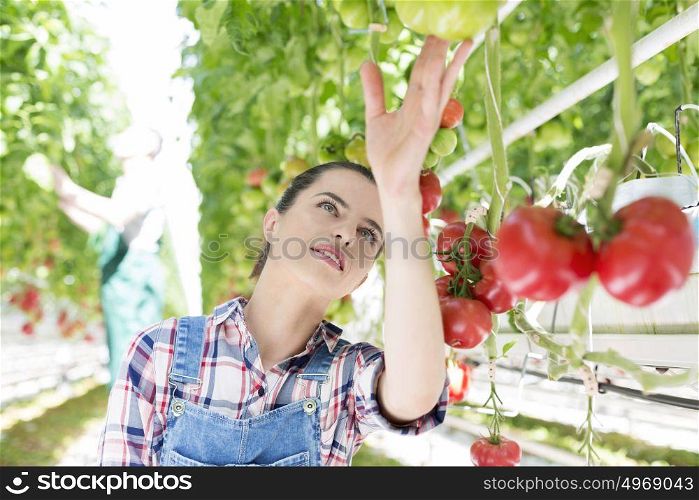 Farmer examining organic tomatoes in farm