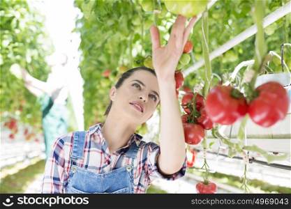 Farmer examining organic tomatoes in farm