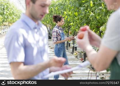 Farmer examining tomato plants with men in foreground at greenhouse