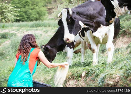 Farmer feeding cows on an organic farm