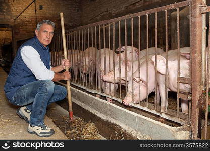 Farmer feeding pigs