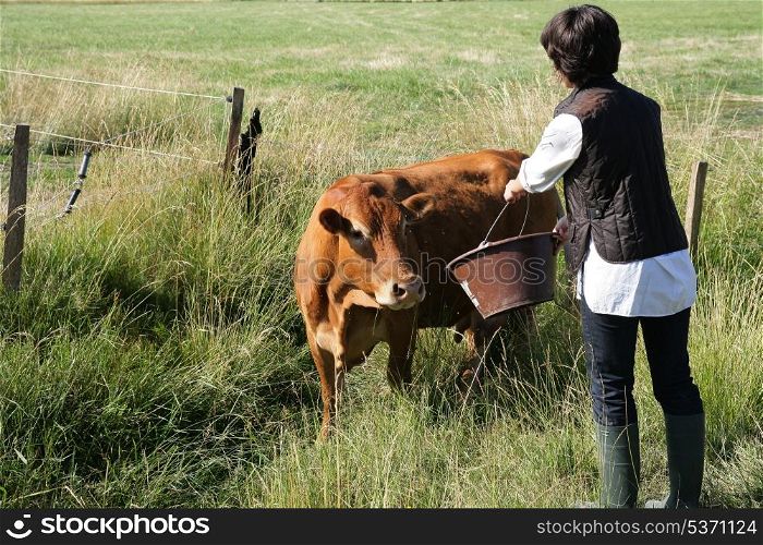 Farmer giving a cow some water to drink