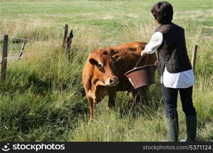 Farmer giving a cow some water to drink