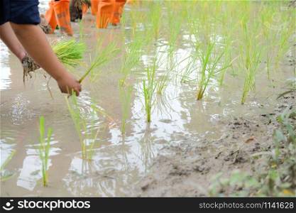 farmer growing rice in paddy field, people transplanting seedling