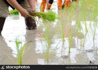 farmer growing rice in paddy field, people transplanting seedling