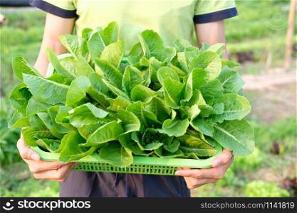 farmer hand holding basket with fresh cos lettuce vegetable from farm
