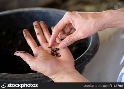 farmer hand holding earthworm. composting worm for producting compost manure fertilizer