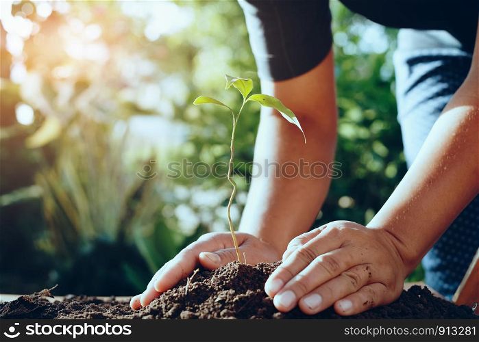 farmer hand planting tree in gardren for save world