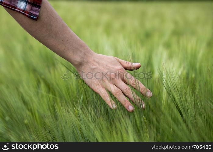 Farmer hand touching wheat fresh green wheat ears. Cornfield in spring.