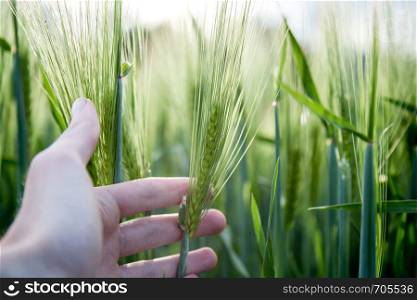 Farmer hand touching wheat fresh green wheat ears. Cornfield in spring.