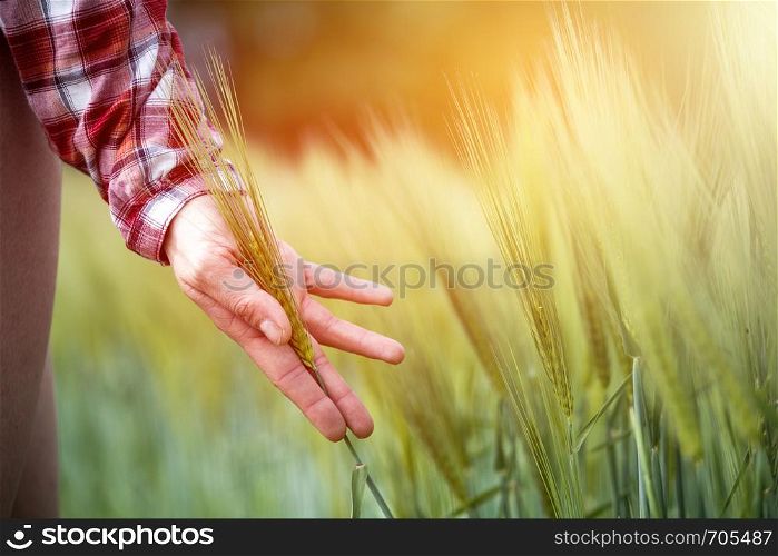 Farmer hand touching wheat fresh green wheat ears. Cornfield in the morning, sunshine.