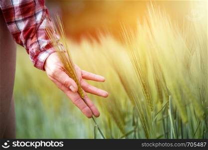 Farmer hand touching wheat fresh green wheat ears. Cornfield in the morning, sunshine.