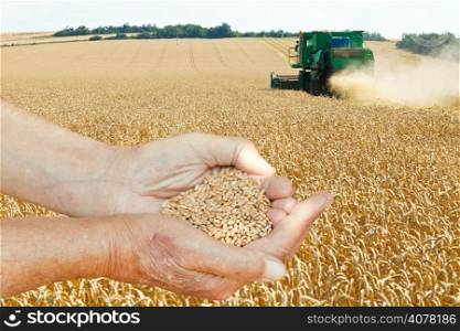 farmer hands hold handful with seeds on wheat field background