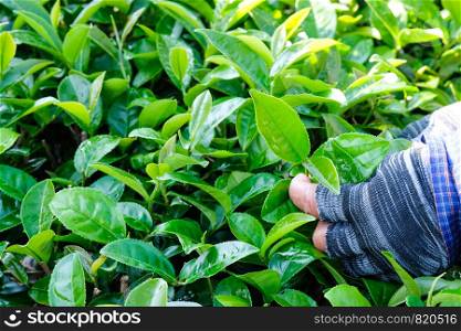Farmer hands picking fresh green tea bud, Tea plantation agriculture, nature background