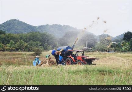 farmer harvest agricultural produce in the rice field Asian, milled rice and paddy seed on farm field with tractor cultivating crops processing of rice mills.