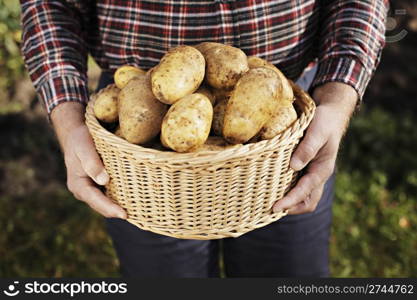 Farmer holding a basket full of harvested potatoes