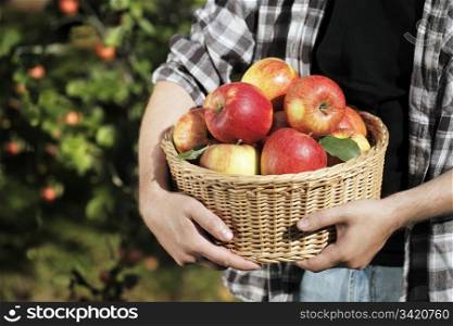 Farmer holding a wicker basket full of harvested apples.