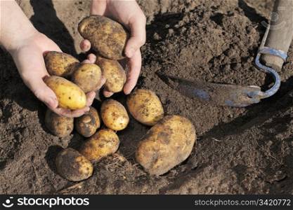 Farmer holding dirty potatoes in his hands