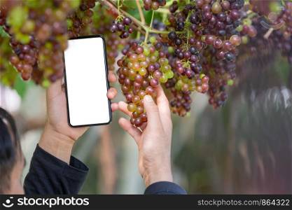 Farmer holding smartphone with empty screen on hand in the grape garden.