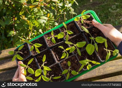 Farmer holding tomatoes seedling in organic garden. Farmer holding tomatoes seedling