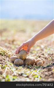 Farmer holds fresh potatoes in his hands. Harvest, organic vegetarian food.
