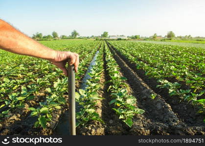 Farmer holds his hand on a shovel on background of eggplant plantation field. Examination of the result of hard physical labor. Farming and farmland. Growing food for sale on family farms.
