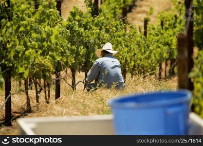 Farmer in a vineyard