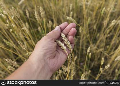 Farmer in field touching his wheat ears. Farmer in field touching his wheat ears.