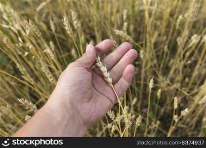 Farmer in field touching his wheat ears. Farmer in field touching his wheat ears.