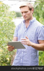Farmer In Greenhouse Checking Tomato Plants Using Digital Tablet