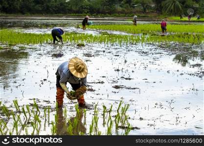 farmer in thailand planting young rice paddy on agriculture area