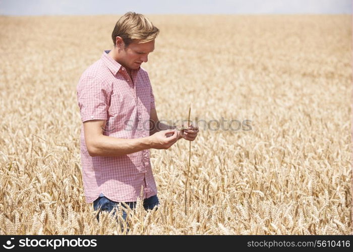 Farmer In Wheat Field Inspecting Crop