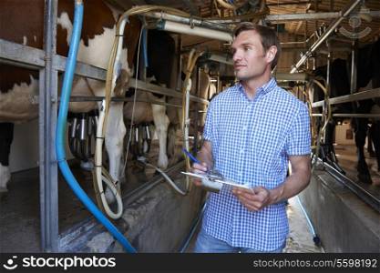 Farmer Inspecting Cattle During Milking