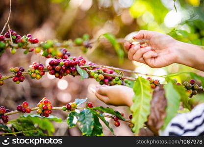 Farmer is collecting raw coffee beans in agricultural farmland at chiang rai Thailand
