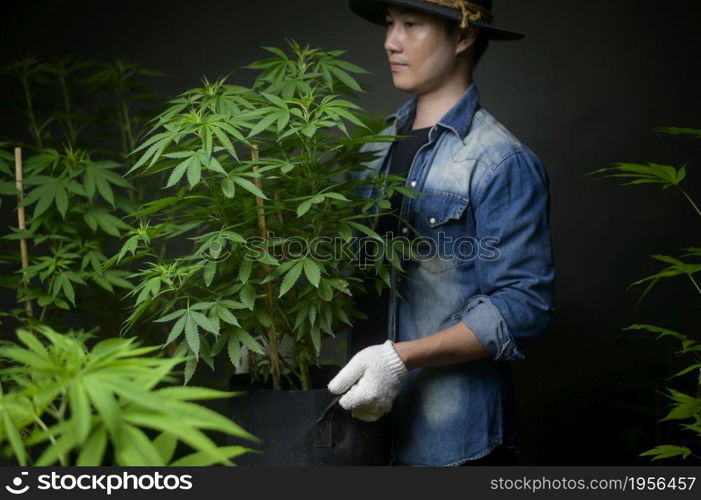 Farmer is holding a cannabis pot , showing in legalized farm.