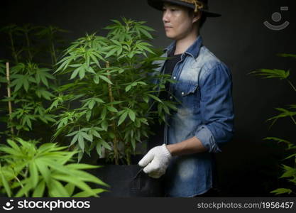 Farmer is holding a cannabis pot , showing in legalized farm.