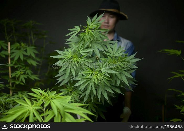 Farmer is holding a cannabis pot , showing in legalized farm.