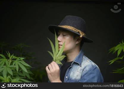 Farmer is holding cannabis leaf , checking and showing in legalized farm.