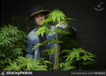 Farmer is holding cannabis leaf , checking and showing in legalized farm.