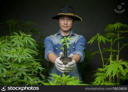 Farmer is holding cannabis seedlings in legalized farm.